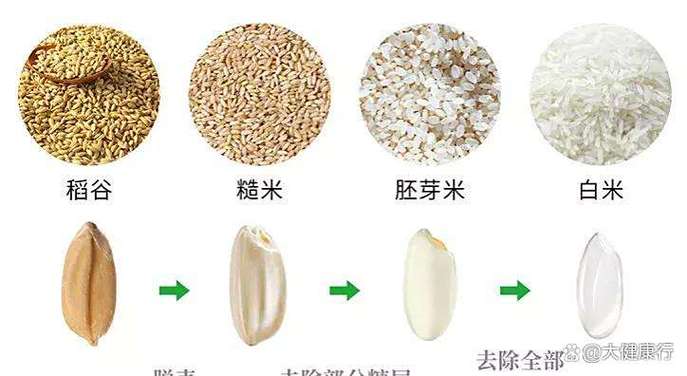 减肥为什么不吃米饭