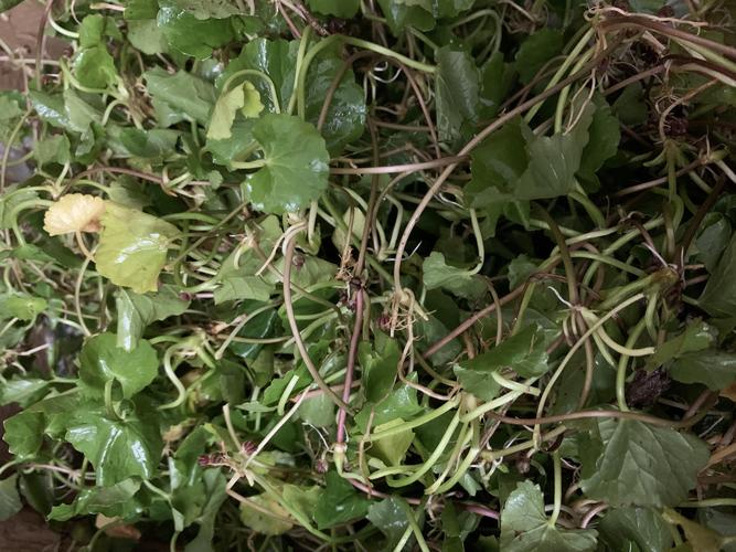 什么草可以祛痘