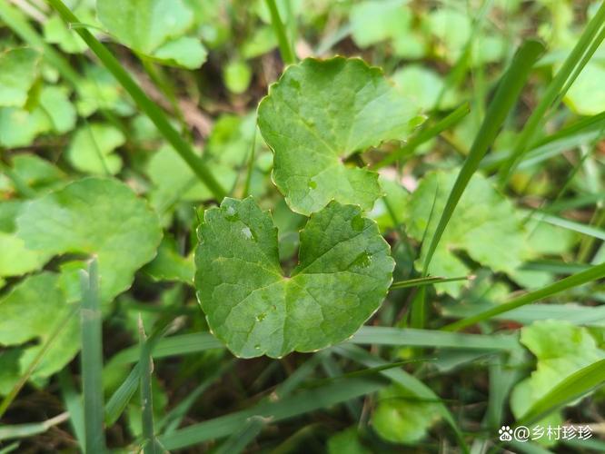 什么草可以祛痘