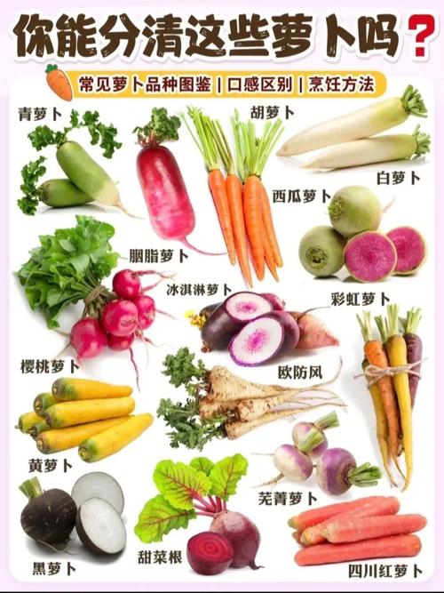 什么萝卜减肥吗