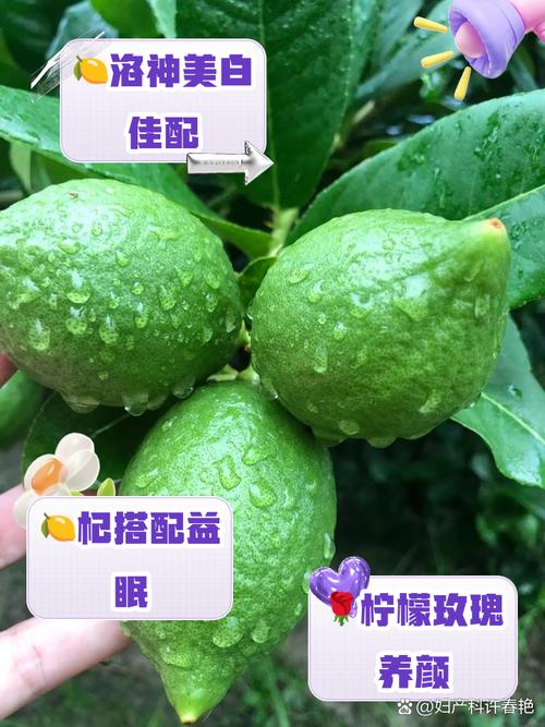 柠檬什么减肥效果好