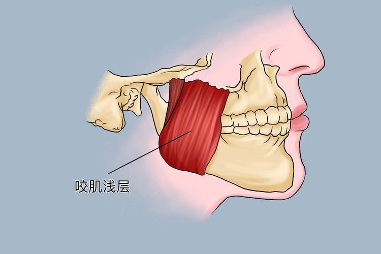 为什么咬肌会变大