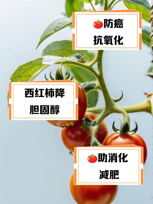 为什么吃西红柿减肥效果好