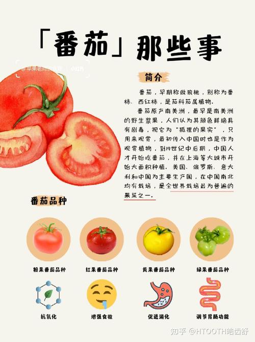 为什么吃西红柿减肥效果好