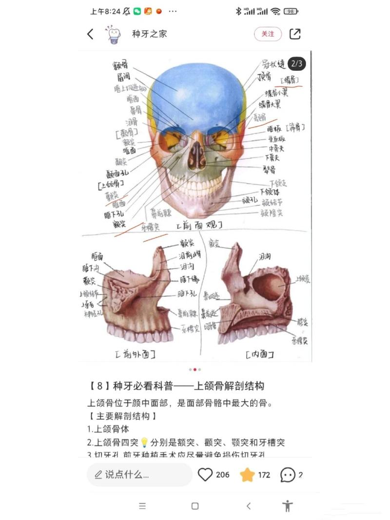 下颌骨属于什么骨