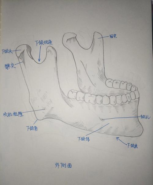 下颌骨属于什么骨