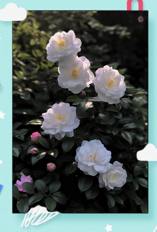 香奈儿的花是什么花