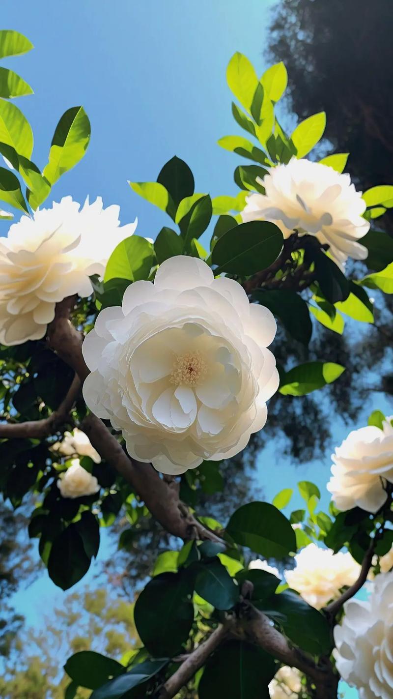 香奈儿的花是什么花