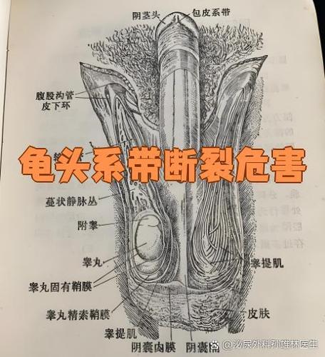 局部是什么部位