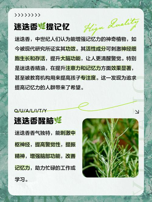 迷迭香有什么功效