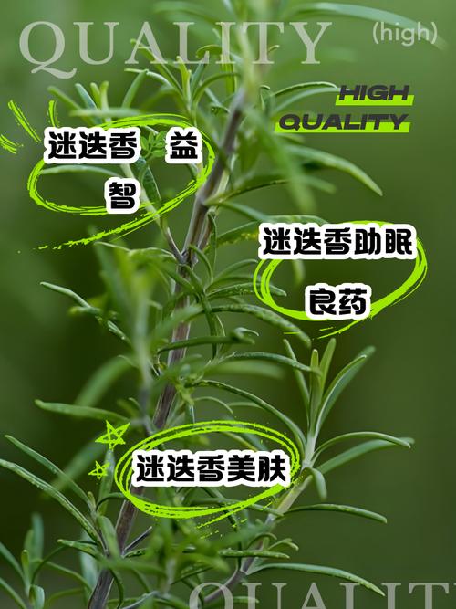 迷迭香有什么功效