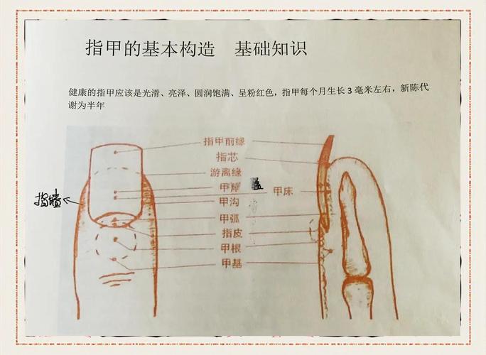 指甲由什么组成