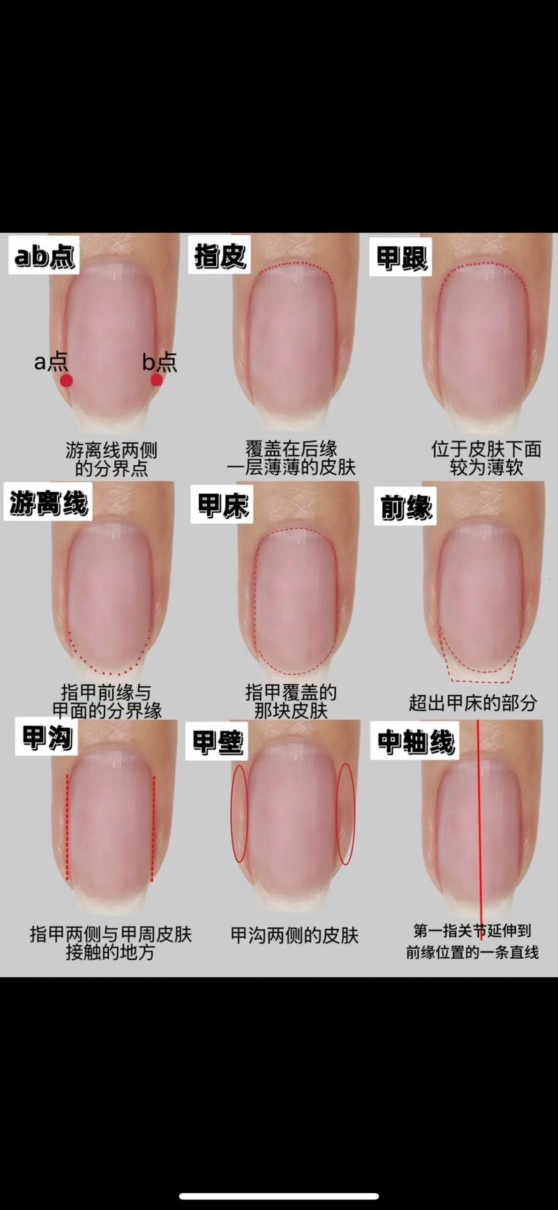 指甲由什么组成