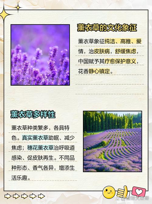 薰衣草茶为什么会减肥