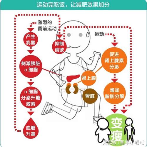 纤体减肥原理是什么