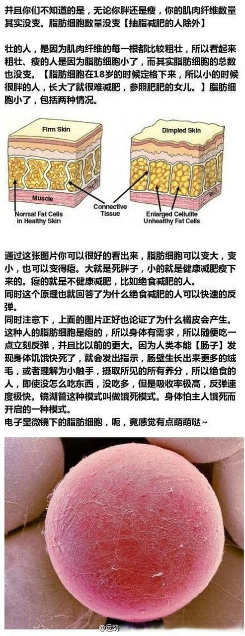 纤体减肥原理是什么