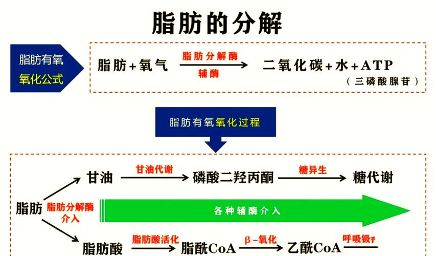 什么东西分解脂肪