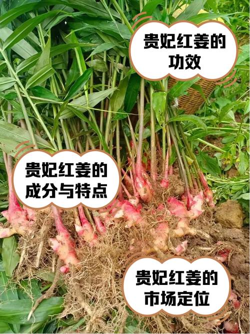 红姜有什么功效