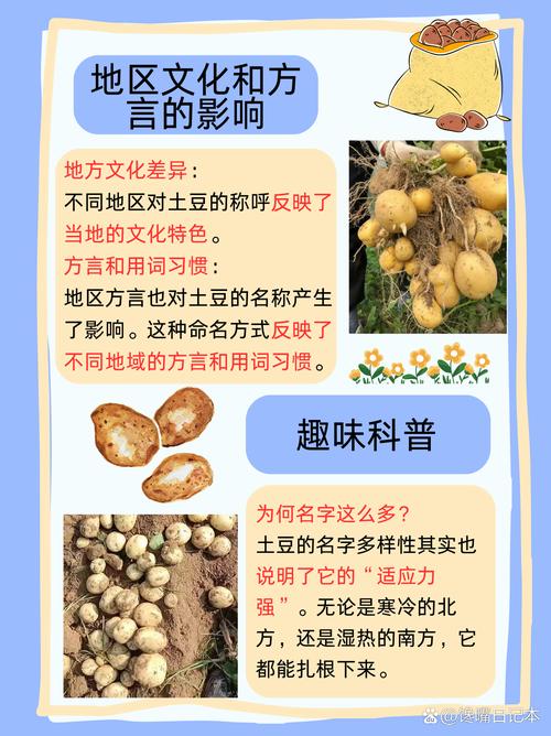 为什么土豆减肥