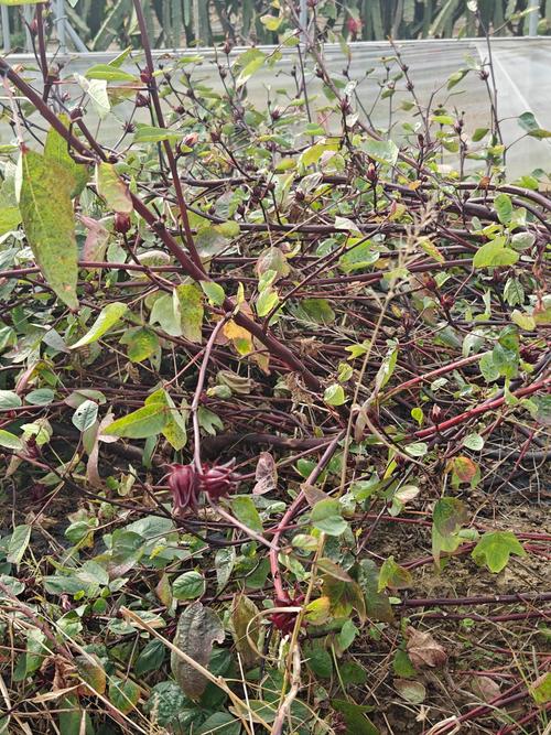 洛神花什么味道