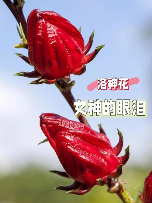 洛神花什么味道