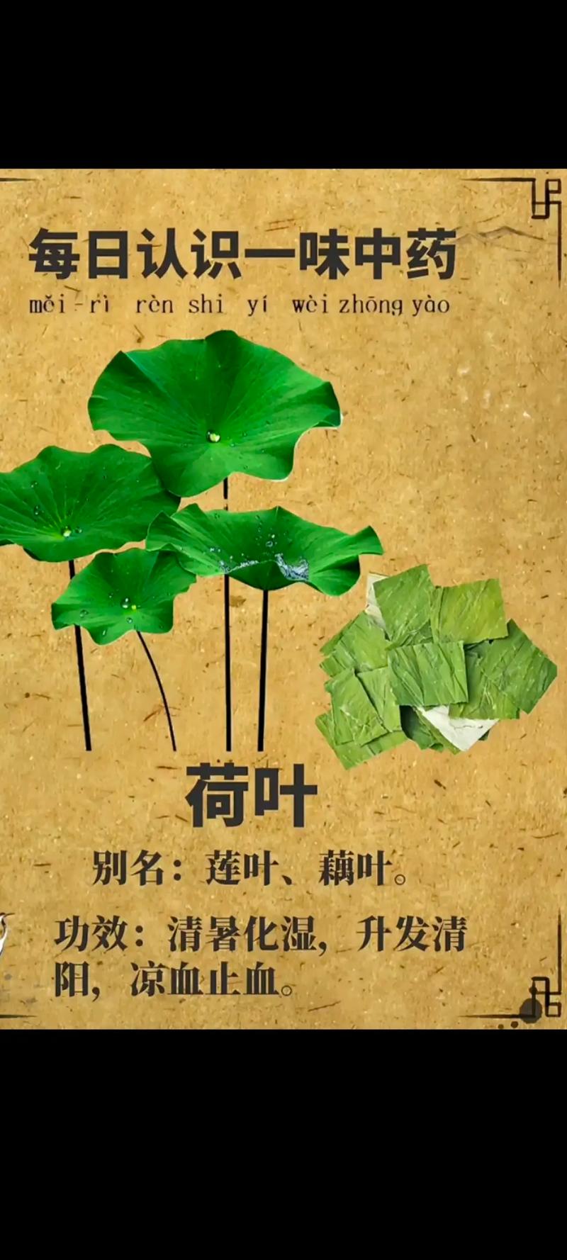 为什么荷叶能减肥