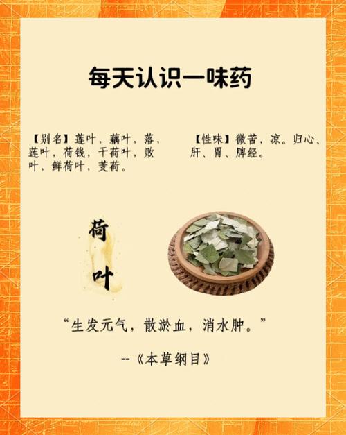 为什么荷叶可以减肥啊