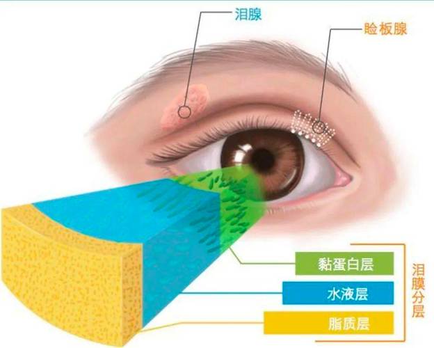 眼睑在什么位置