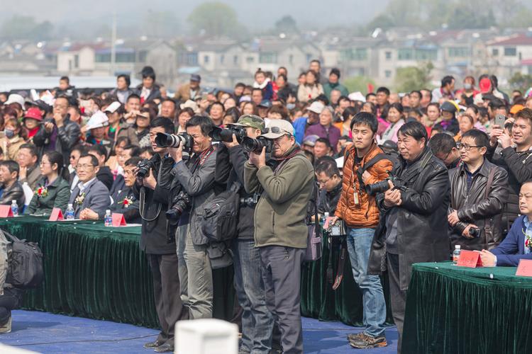 高资樱花节最新动态