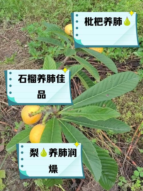 肺喜欢什么食物