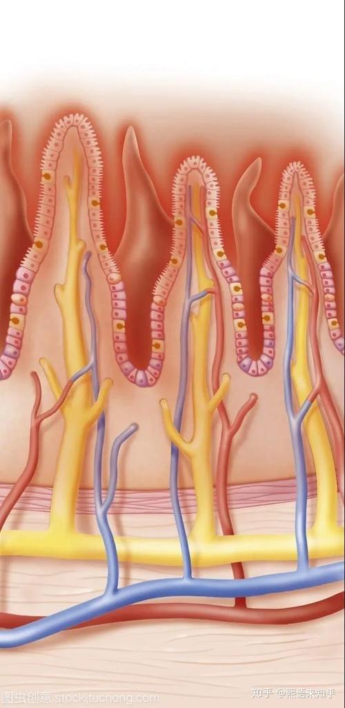 什么叫毛细血管