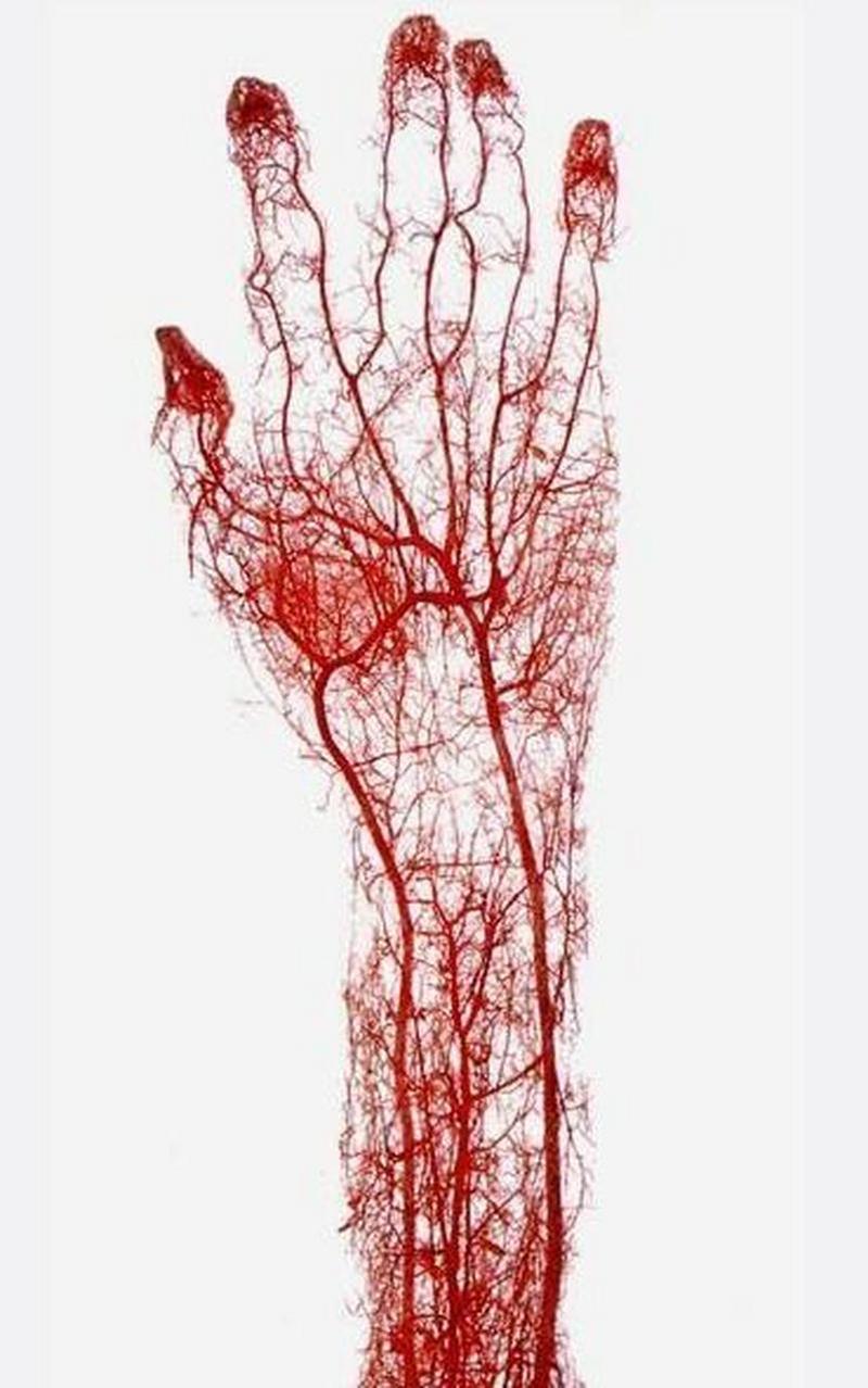 什么叫毛细血管