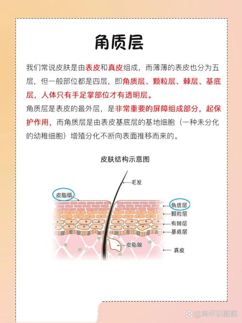 什么叫角质层