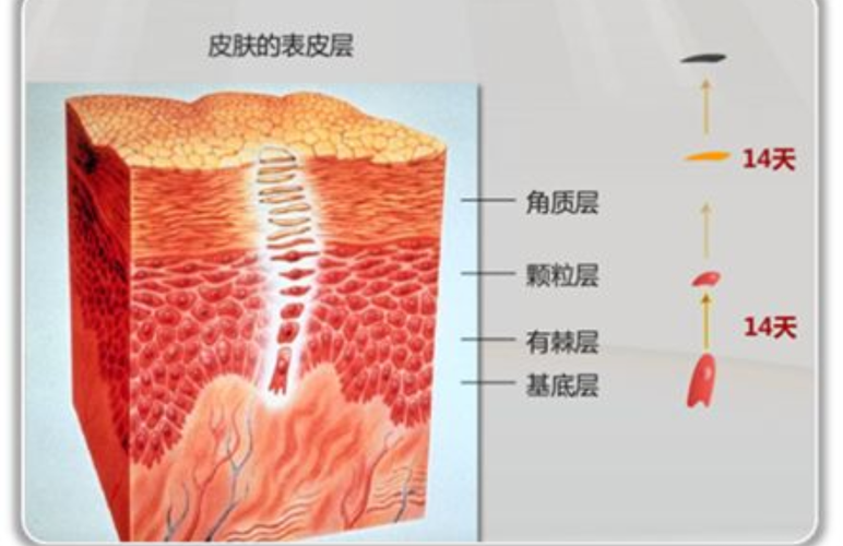 什么叫角质层