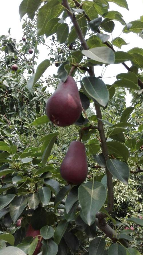 河南适合种什么水果