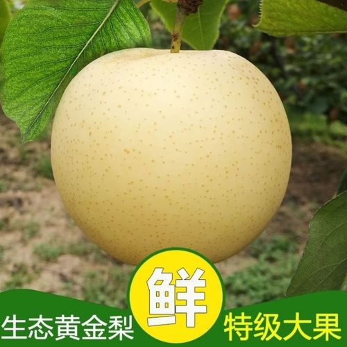 河南适合种什么水果