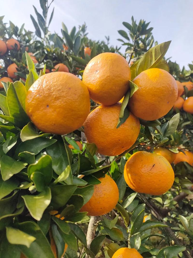 秋天有什么成熟了