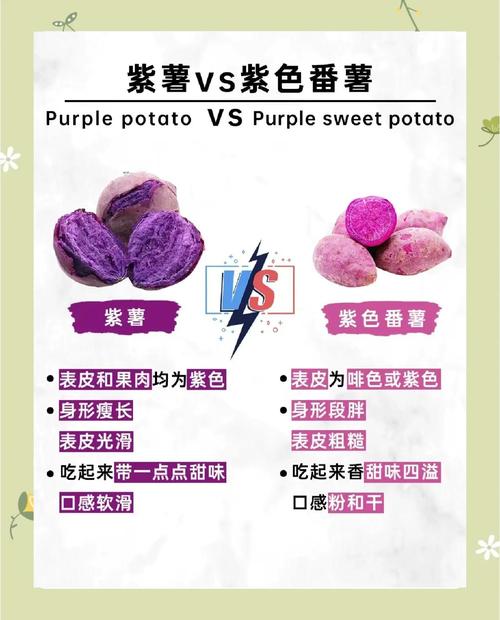 紫薯什么时候吃减肥