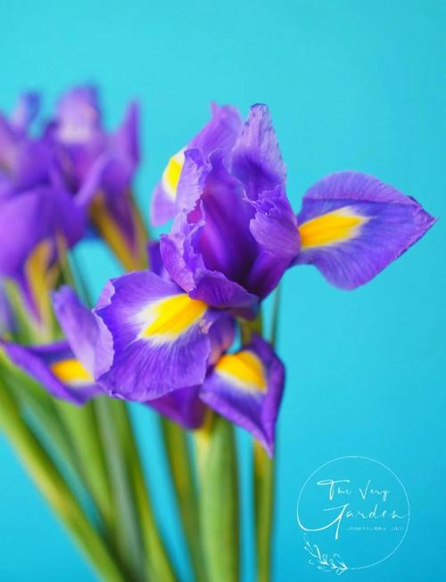 鸢尾花象征什么