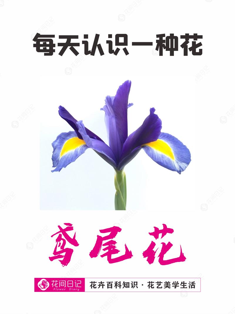 鸢尾花象征什么