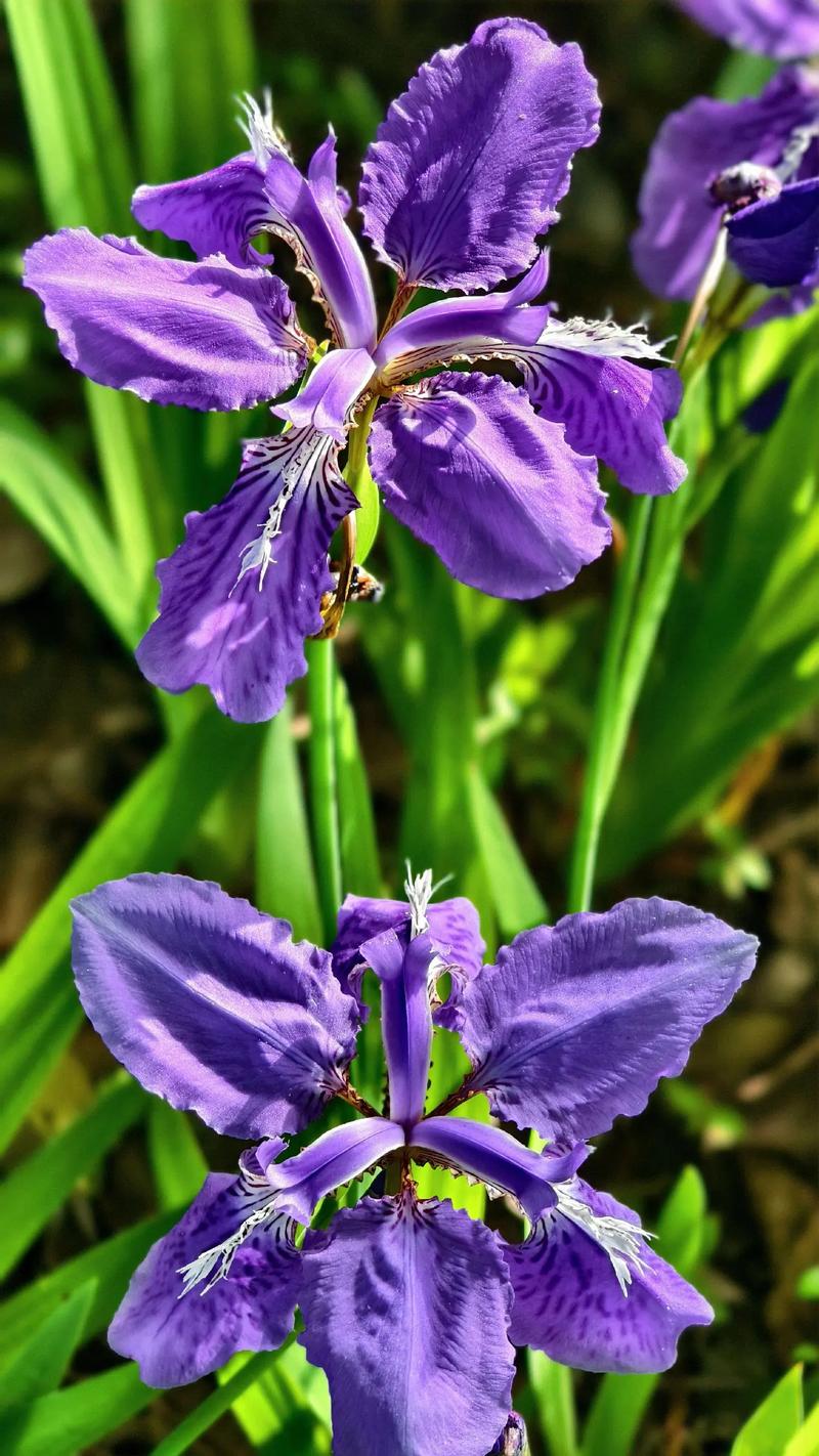 鸢尾花象征什么
