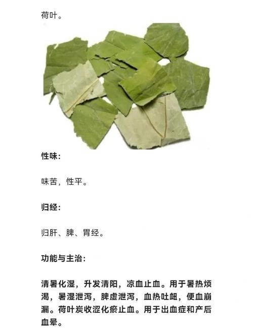 荷叶和什么可以减肥