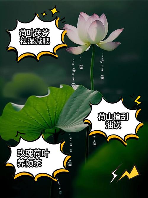 荷叶加什么减肥最快