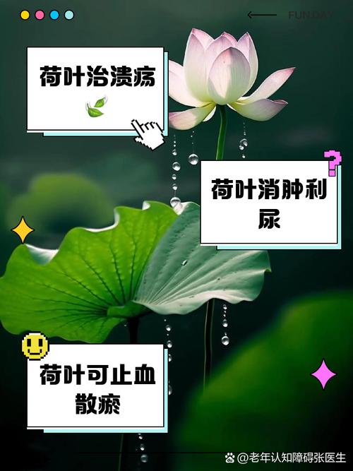 荷叶为什么能减肥