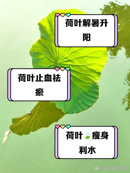 荷叶为什么能减肥