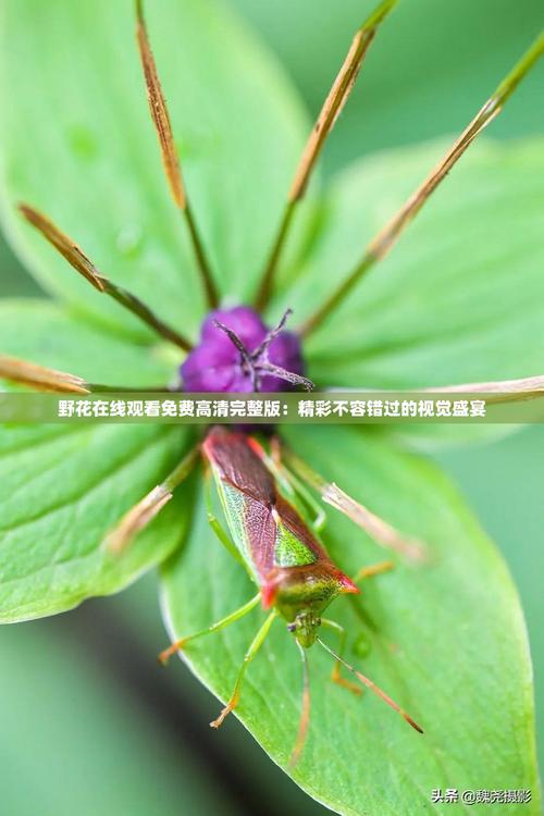 野花视频最新在线播放