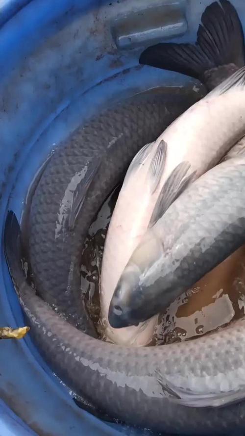 青鱼吧视频最新网站