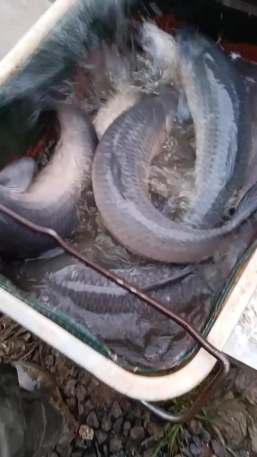 青鱼吧视频最新网站