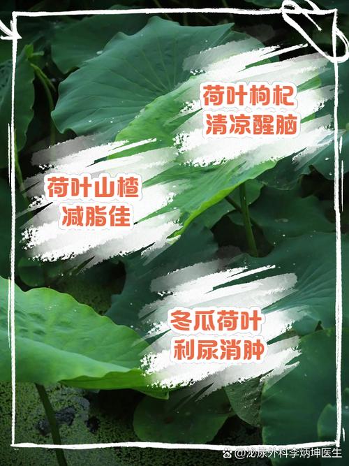 什么样的荷叶减肥最好