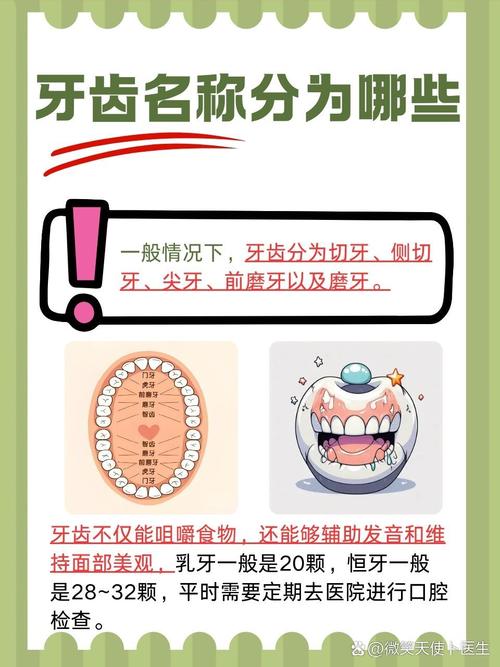 门牙有什么作用